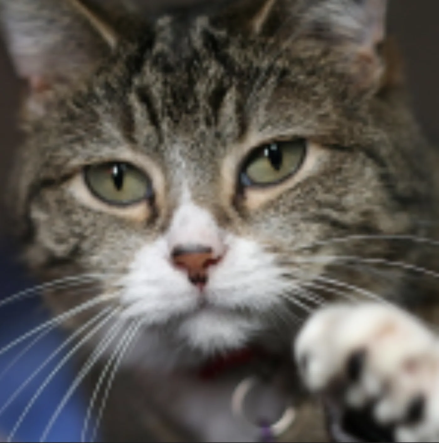 Original, unaugmented cat photo used for training