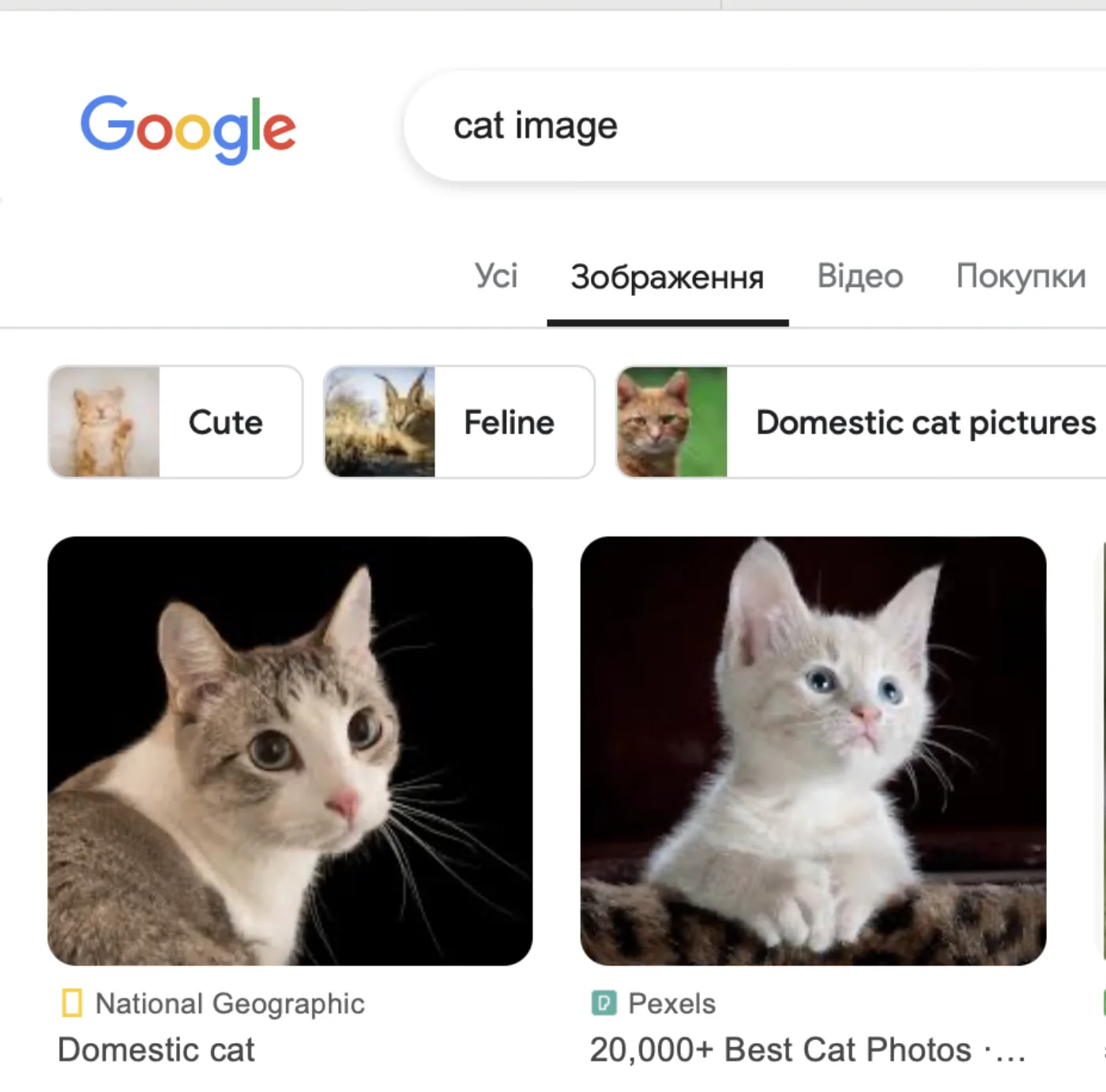 Google Images search results for dog photos