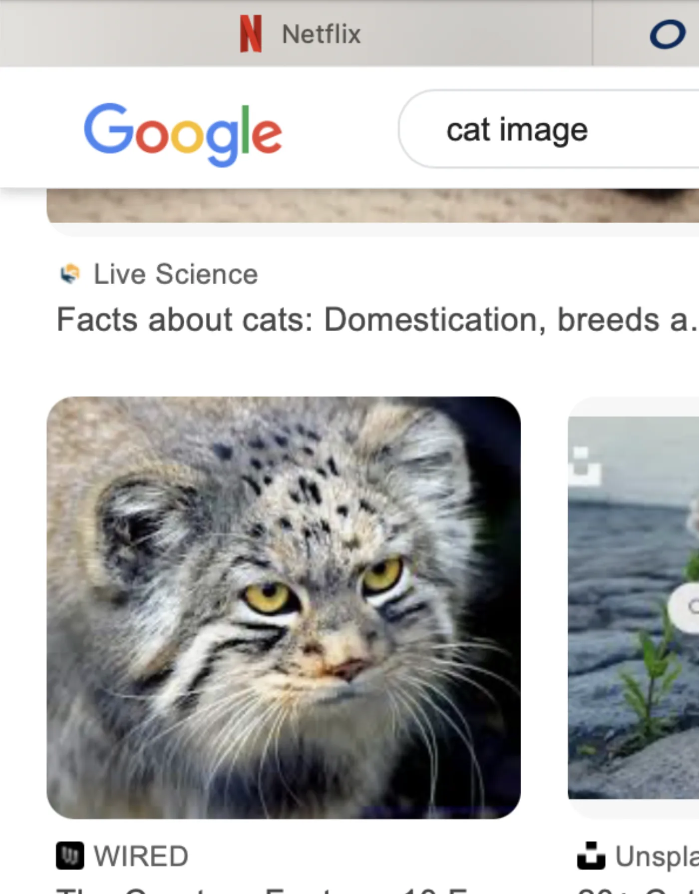 An unusual, oddly composed cat photo