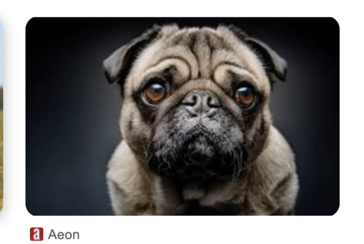 Another Google Images search for dog photos